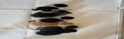 Domestic Shorthair cats for sale: 6 kittens  - Advert 1