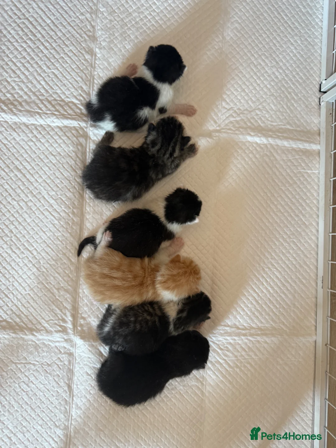 Domestic Shorthair cats for sale: 6 kittens  - Advert 1