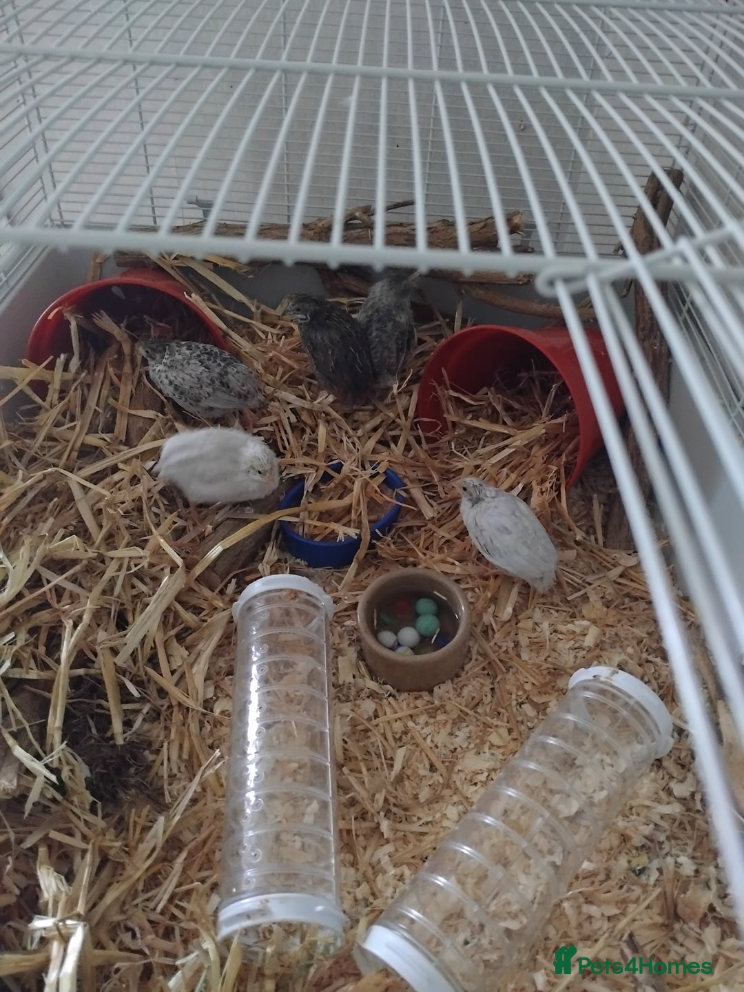 Quail poultry for sale: Chinese painted  quail - Advert 2