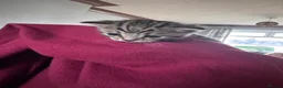 Mixed Breed cats for sale: British short hair X Tabby Kittens - Advert 8