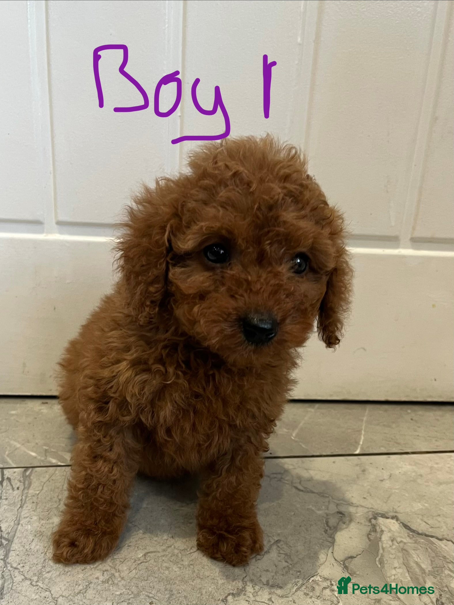 Miniature Poodle dogs Minature poodles (PRA Clear) - Advert 2