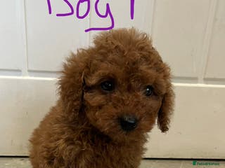 Miniature Poodle dogs Minature poodles (PRA Clear) - Advert 2