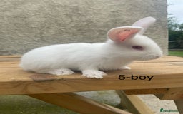 Continental Giant rabbits for sale: Pure bred continental giants - Image 1