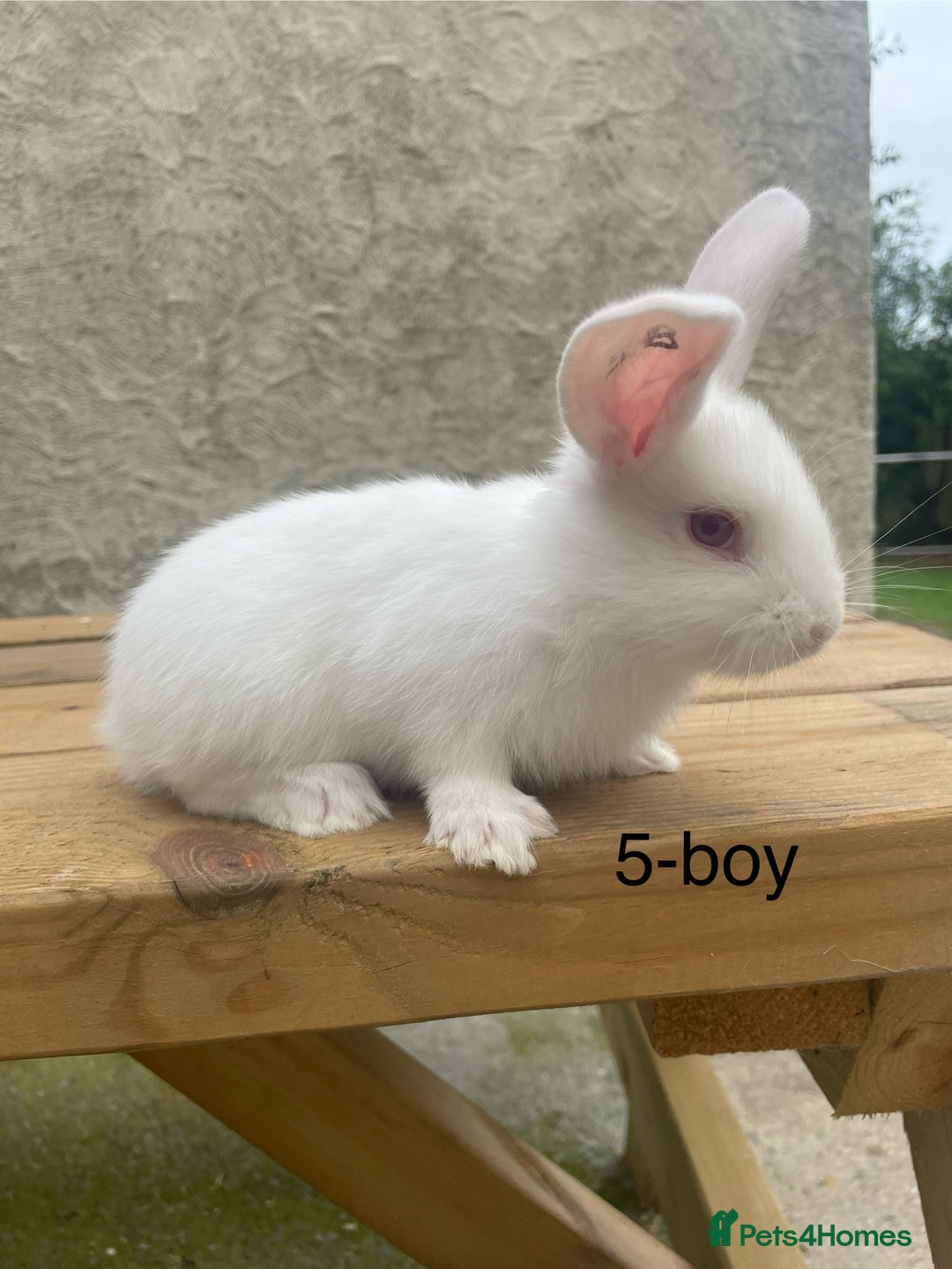 Continental Giant rabbits for sale: Pure bred continental giants - Image 1