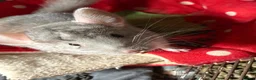 Chinchilla rodents for sale: 2 female chinchillas  in Worksop - Advert 3