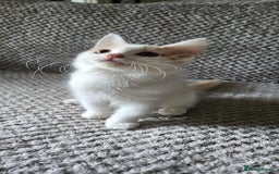 Mixed Breed cats for sale: 3 beautiful girl kittens ready now  - Image 3