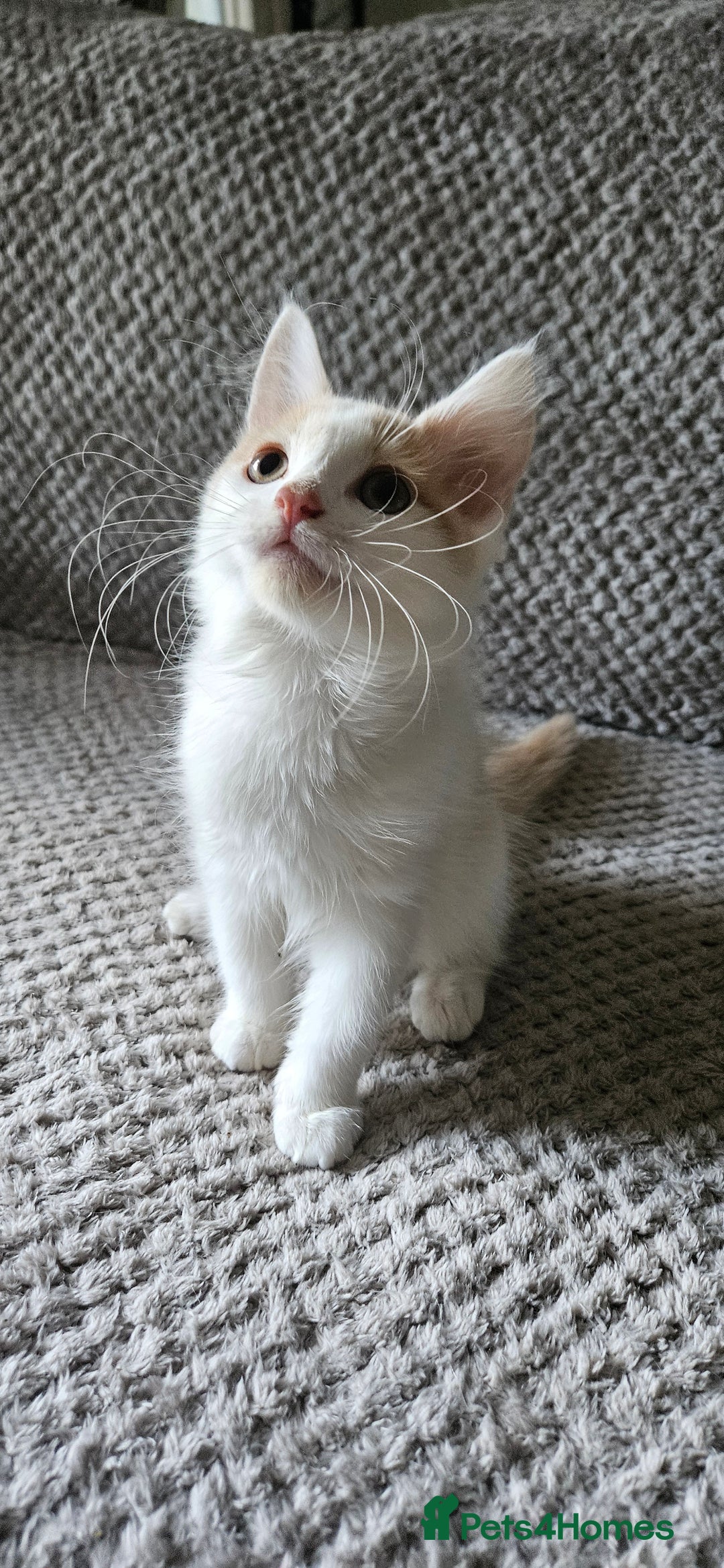 Mixed Breed cats for sale: 3 beautiful girl kittens ready now  - Image 3