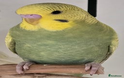 Budgerigars birds for sale: Beautiful Baby Budgies Ready now!!! - Image 8