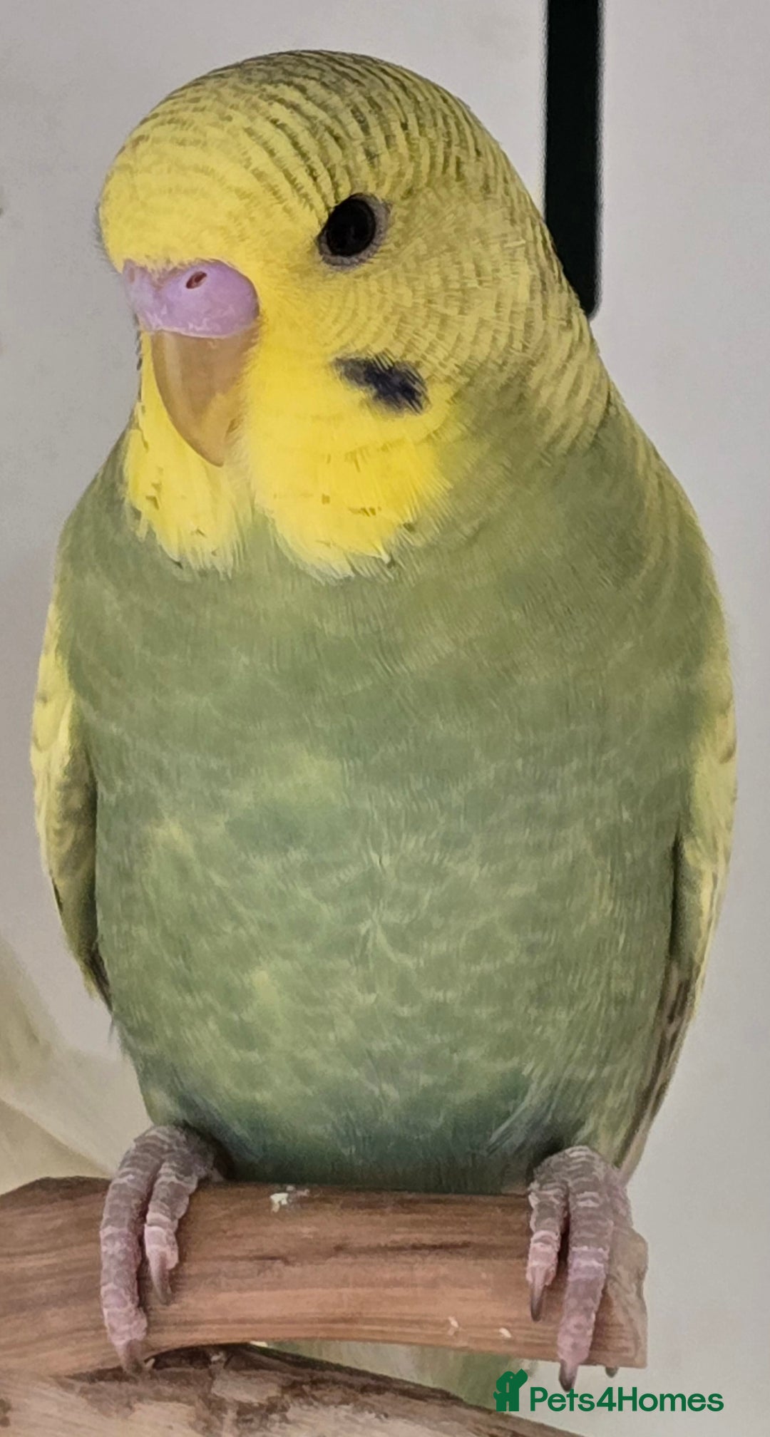Budgerigars birds for sale: Beautiful Baby Budgies Ready now!!! - Image 8