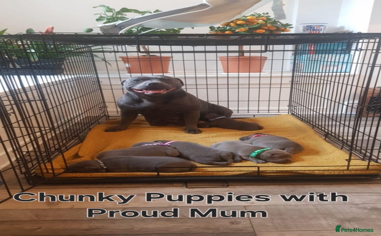 Staffordshire Bull Terrier dogs - Advert 16