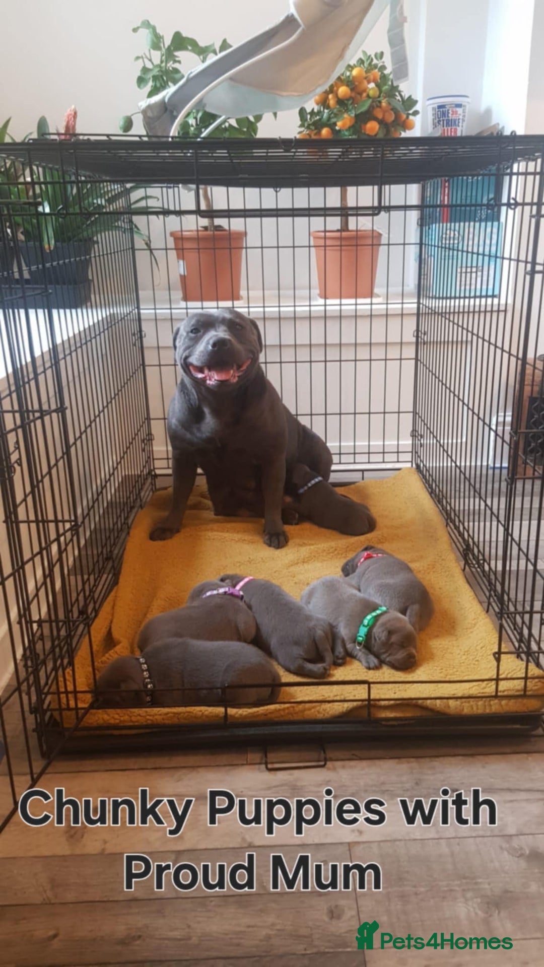Staffordshire Bull Terrier dogs for sale: Beautiffull KC Staffordshire bull terrier  pups. - Image 1