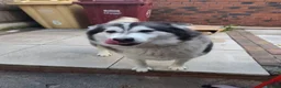 Siberian Husky dogs for sale: Siberian husky  - Advert 5