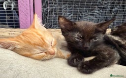 Devon Rex cats for sale: Adorable first generation permitted outcross - Image 29