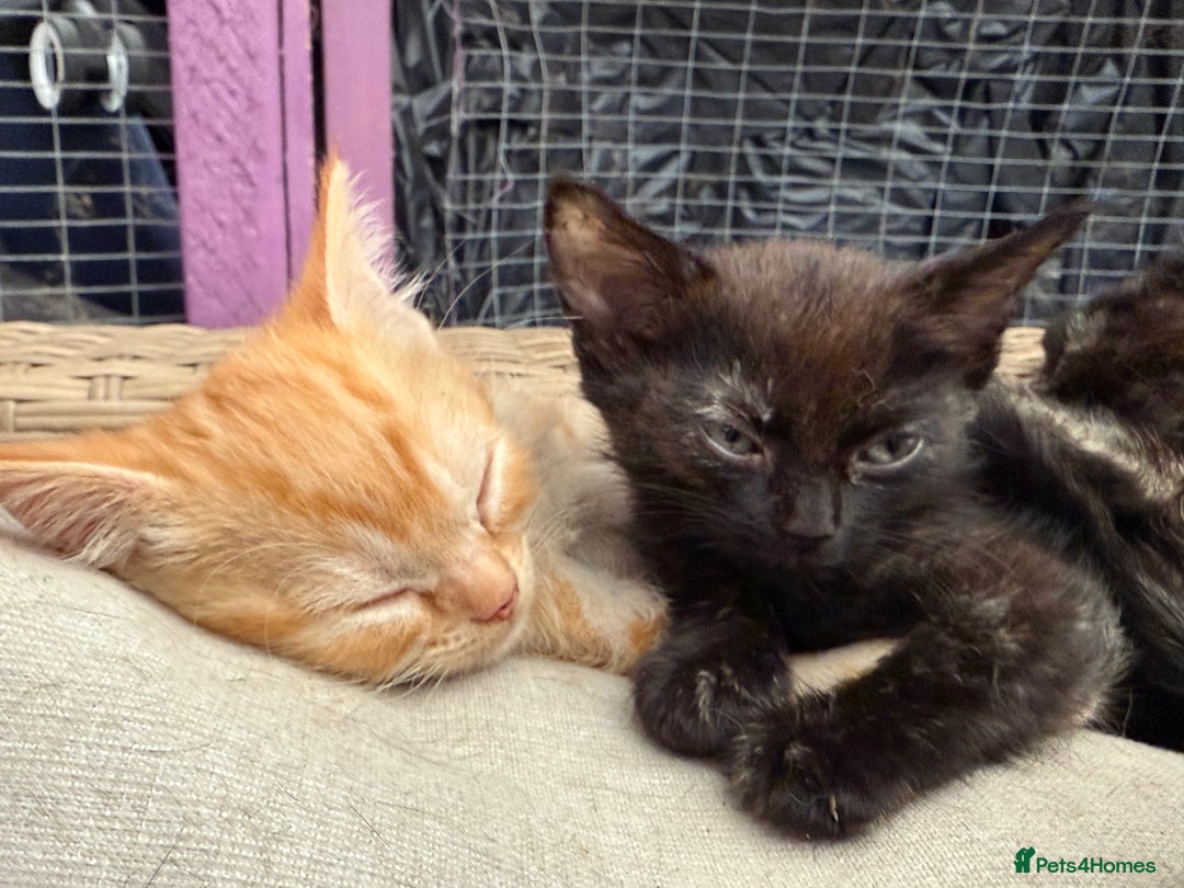Devon Rex cats for sale: Adorable first generation permitted outcross - Image 29