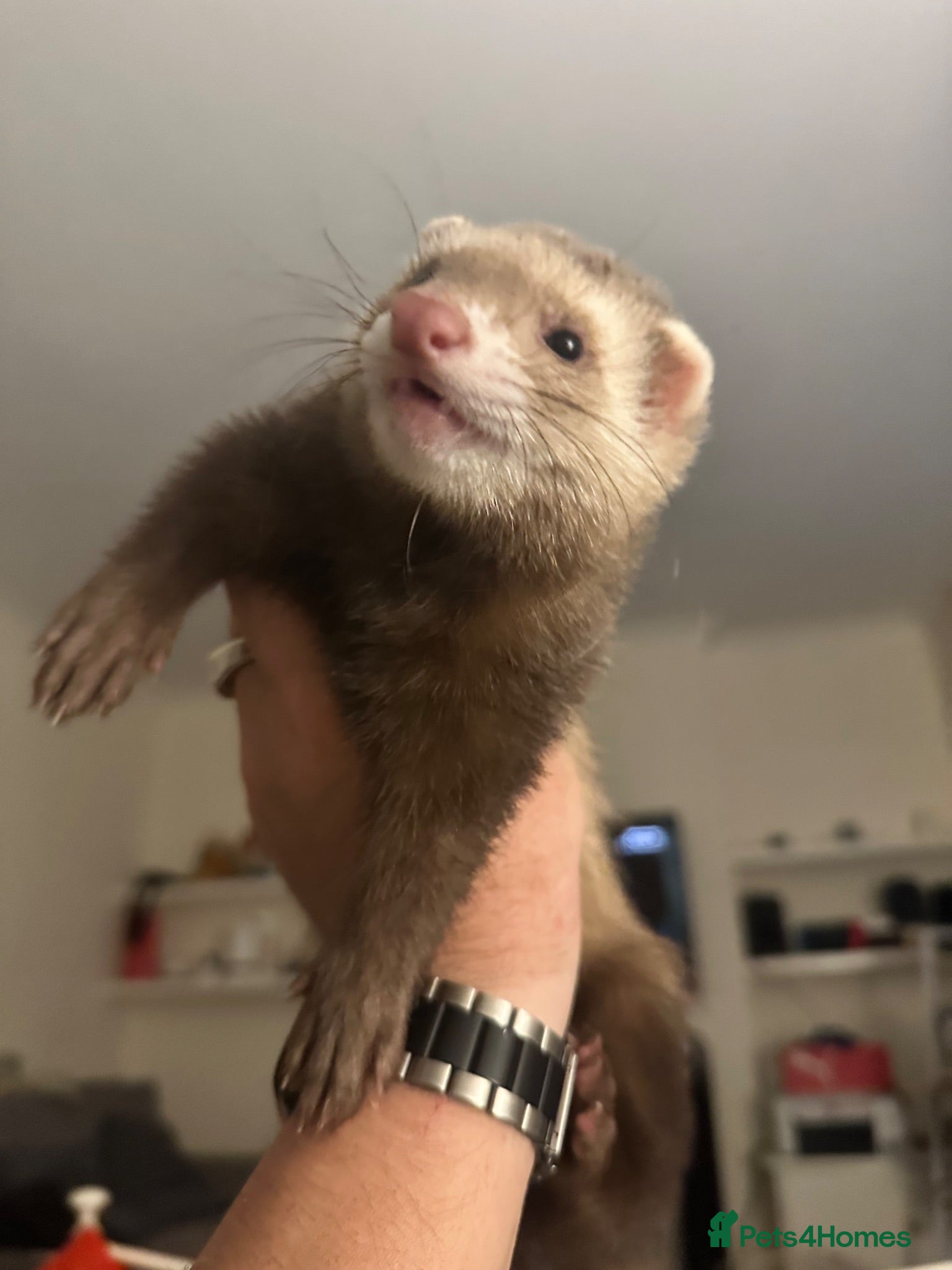 Ferret rodents Male Hob 13 weeks old  - Advert 1