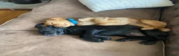 Cocker Spaniel dogs for sale: 2 boys ready now  - Advert 5