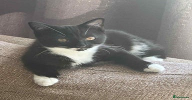Mixed Breed cats - Advert 14