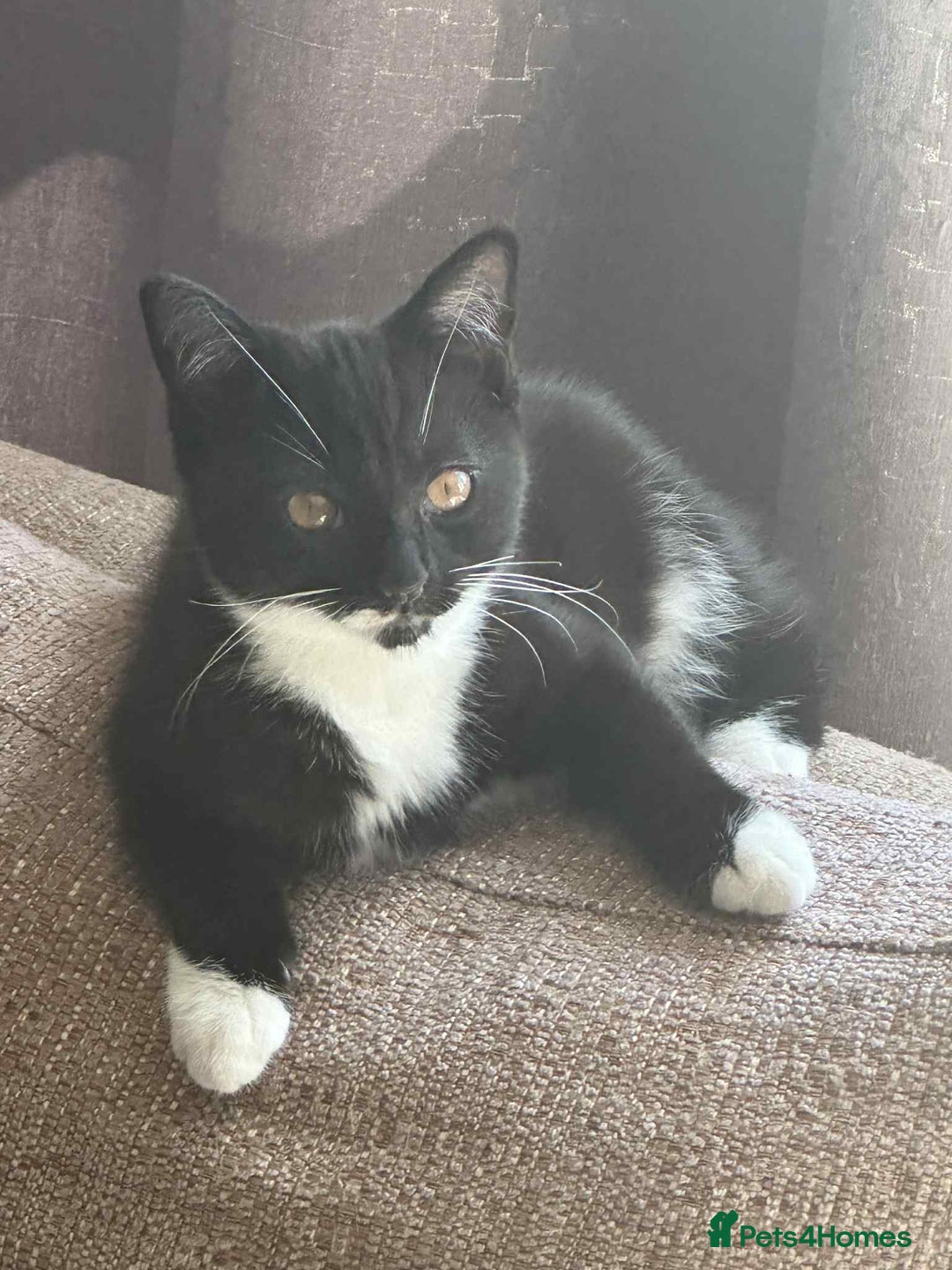 Mixed Breed cats for sale: Mixed breed kittens for sale, grey, brown  - Image 2