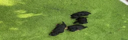 Jackapoo dogs for sale: Joseph  - Advert 9
