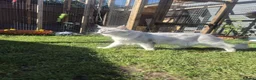 Maine Coon cats for stud: Milo Shaded stud ns11 - Advert 5