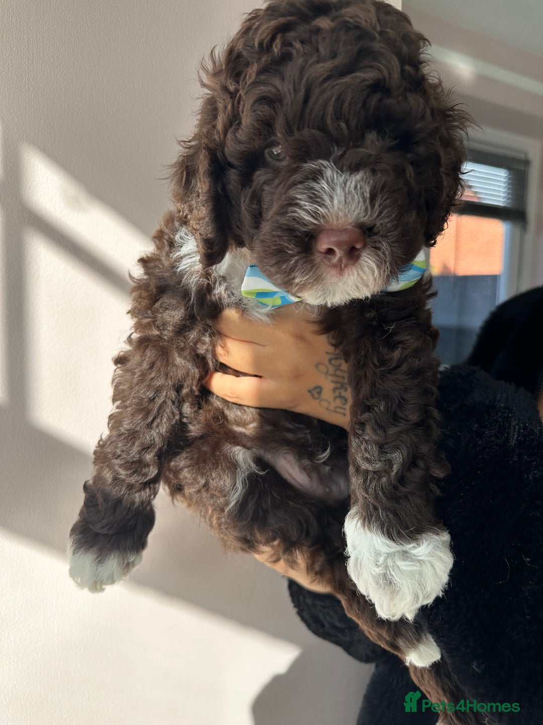 Mixed Breed dogs for sale: Goldendoodle/Australian double doodles  - Image 11