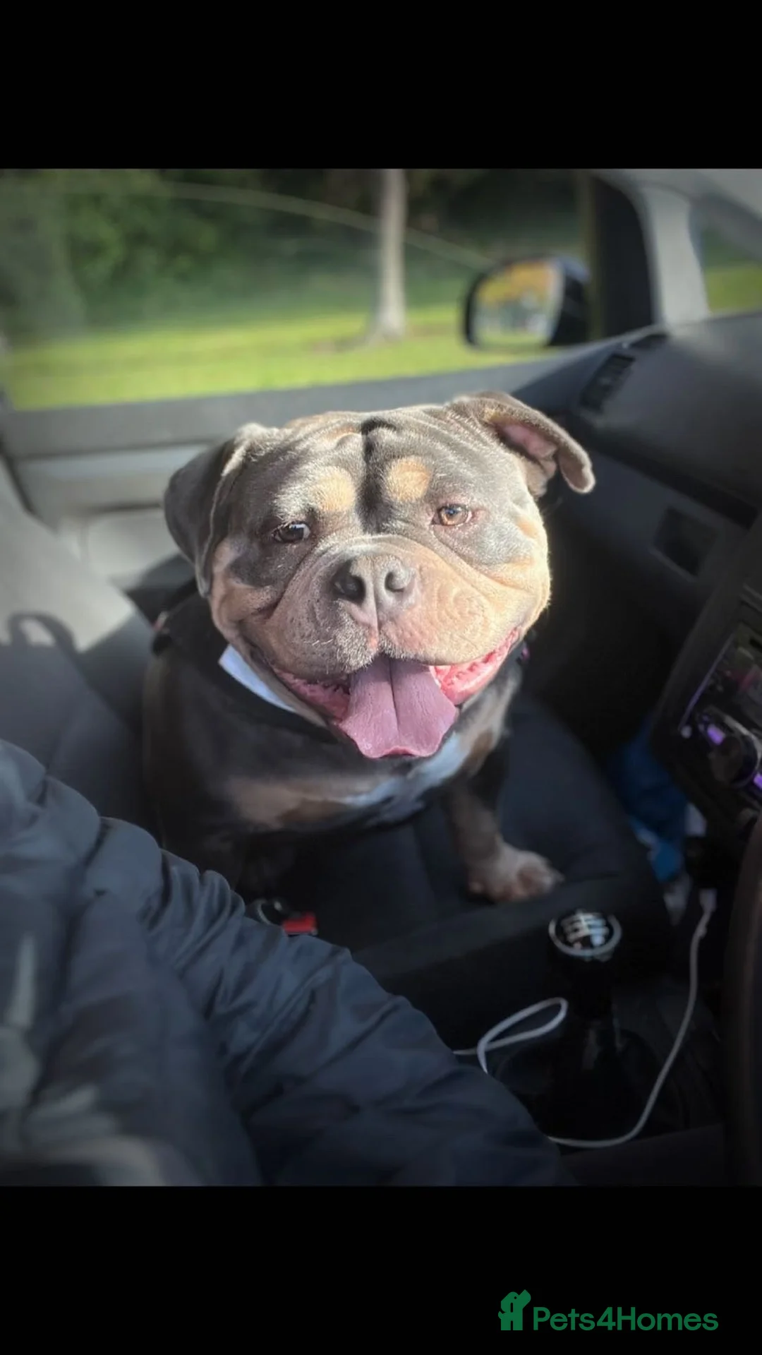 American Bully dogs for sale: Pocket bully  - Advert 1