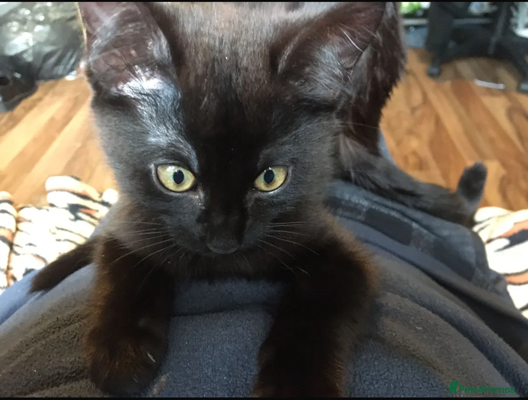 Mixed Breed cats for sale: Kittens for sale - Advert 5