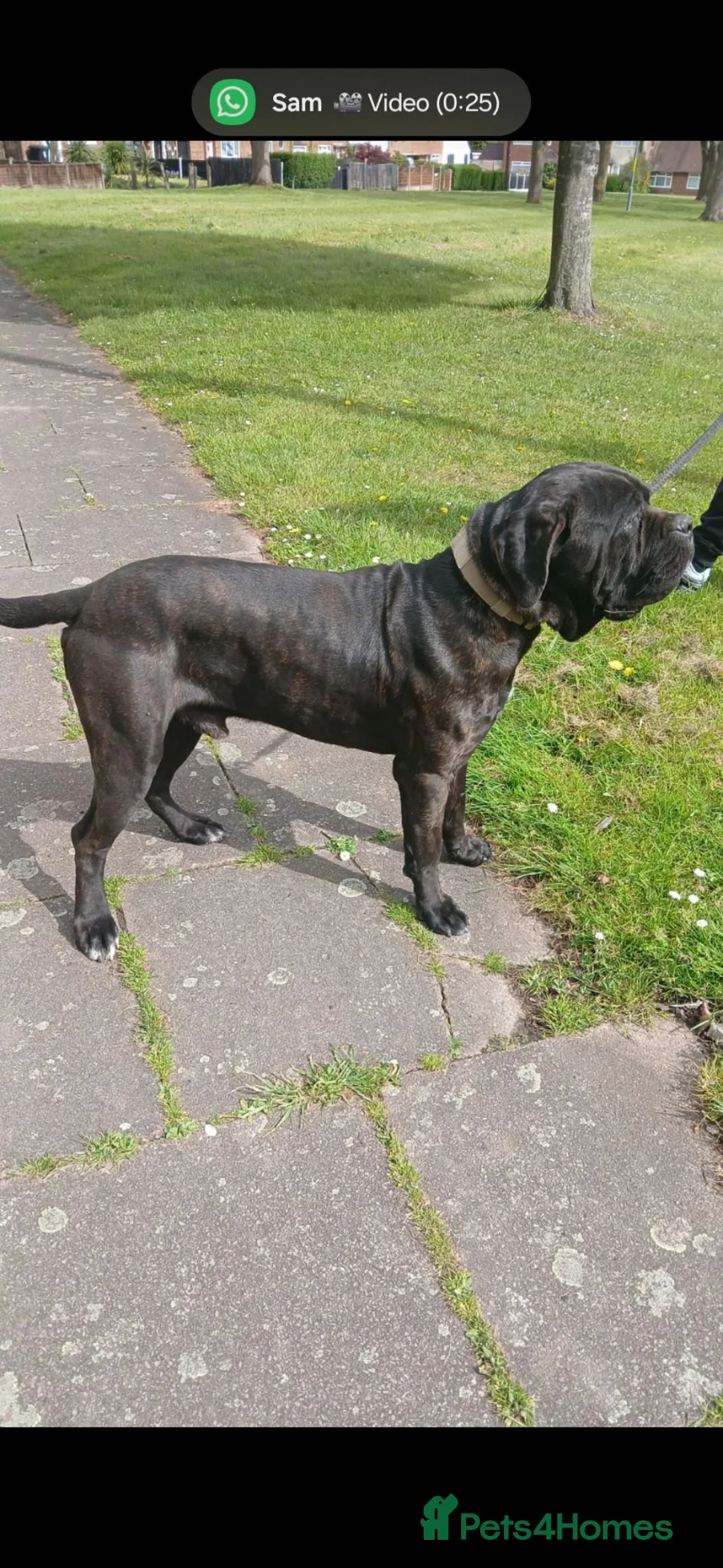 Cane Corso dogs for sale: Stunning cane corso pups - Advert 2