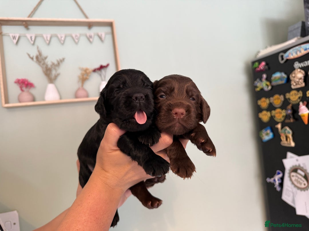 Sprocker dogs for sale: Beautiful Sprocker puppies  - Image 3
