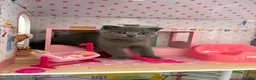 Scottish Fold cats for sale: Cheeky little Scottish fold male in Milton Keynes - Advert 4