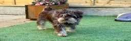 Miniature Schnauzer dogs for sale: Chocolate Wheaten Chocolate Parti Mini Schnauzers - Advert 14