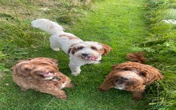 Australian Labradoodle dogs for sale: Genuine 100% Australian Labradoodle Puppies - Image 15