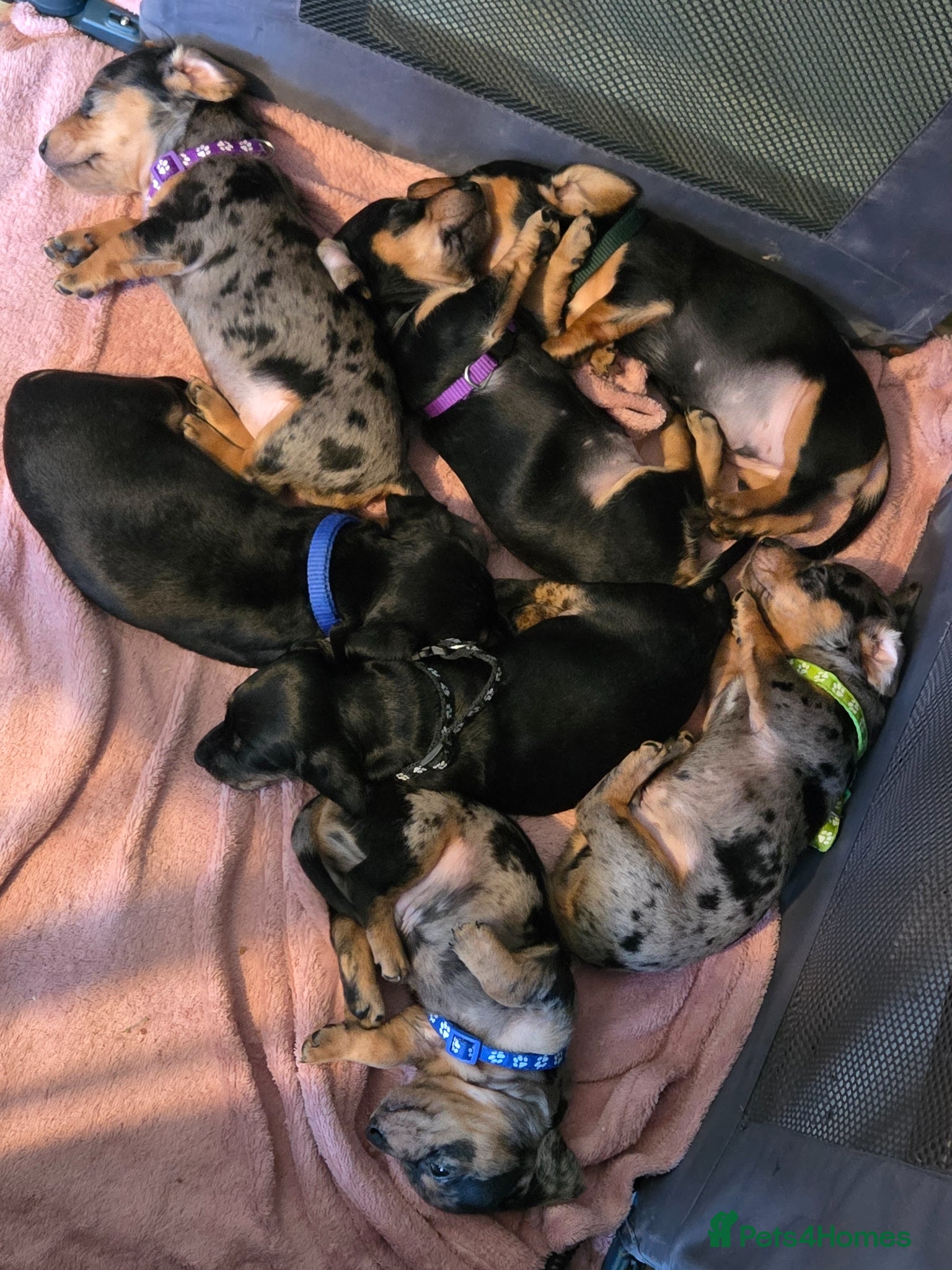 Dachshund dogs ❤️ 5 Mini Dachshund Babies ❤️ Mixed Coat ♥️ - Advert 4