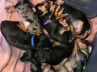 Dachshund dogs ❤️ 5 Mini Dachshund Babies ❤️ Mixed Coat ♥️ - Advert 4