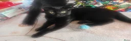 Russian Blue cats for sale: Uniqe russian blue/scottish fold mix - Advert 3