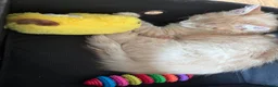 Maine Coon cats for sale: CREAM MAINE COON BOY READY NOW - Advert 6