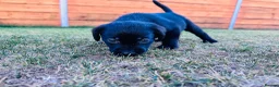 Labrador Retriever dogs for sale: KC Registered Labrador Puppies 🐾🐾🐾 - Advert 14