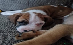 Mixed Breed dogs for sale: Pug Staffie Cross Cocker Puppies - Image 2