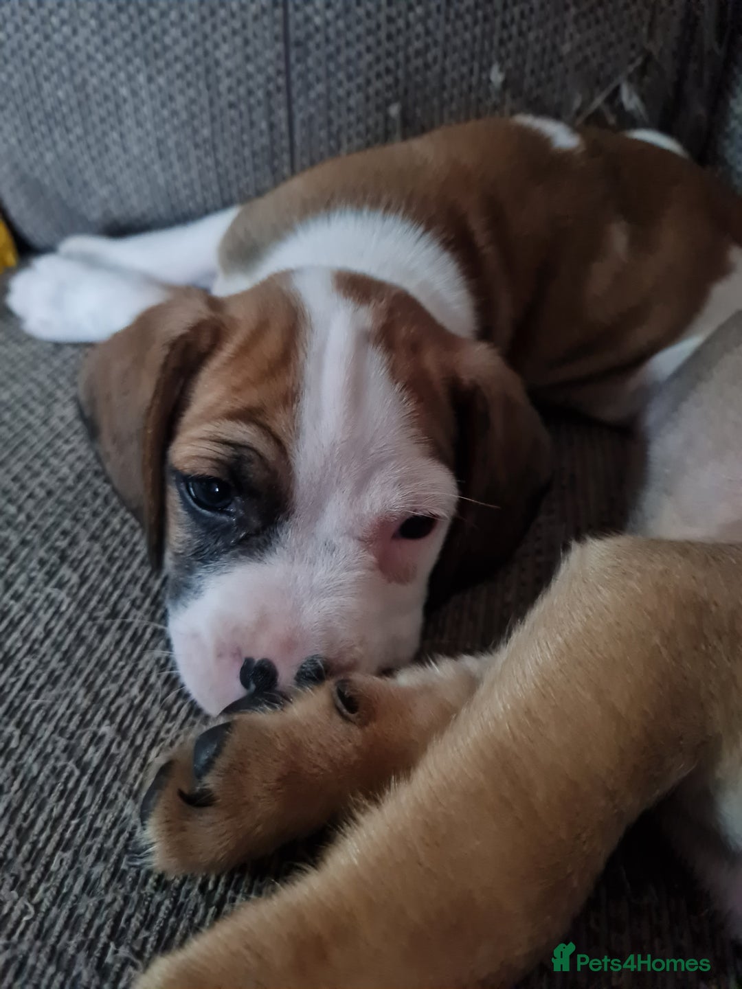 Mixed Breed dogs for sale: Pug Staffie Cross Cocker Puppies - Image 2