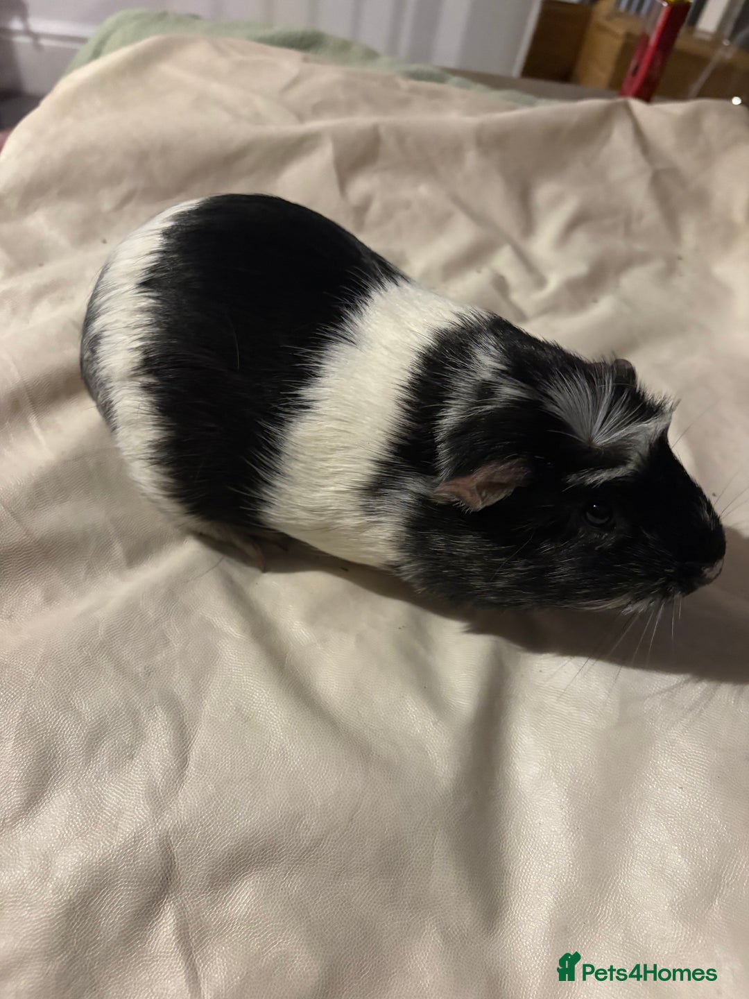 Guinea Pig rodents for sale: 4 female and 2 male guinea pigs for sale - Advert 2