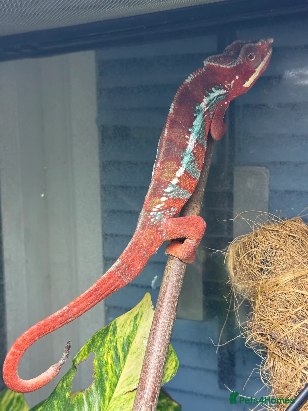 Chameleon reptiles for sale: Chameleons ambilobe - Advert 6