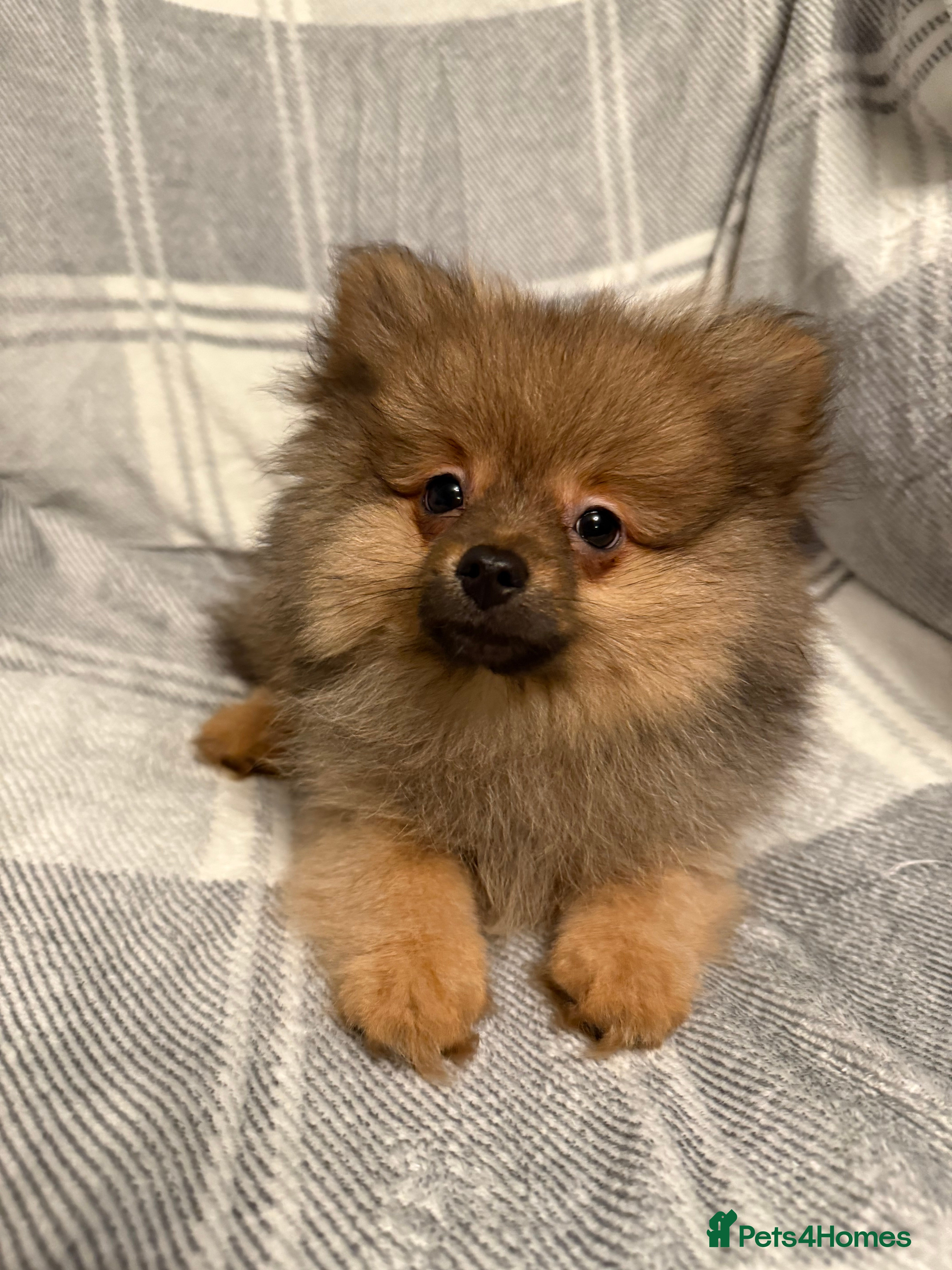 Pomeranian dogs Fully Vaccinated Orange Sable Boy Pomeranian 💙 - Advert 17