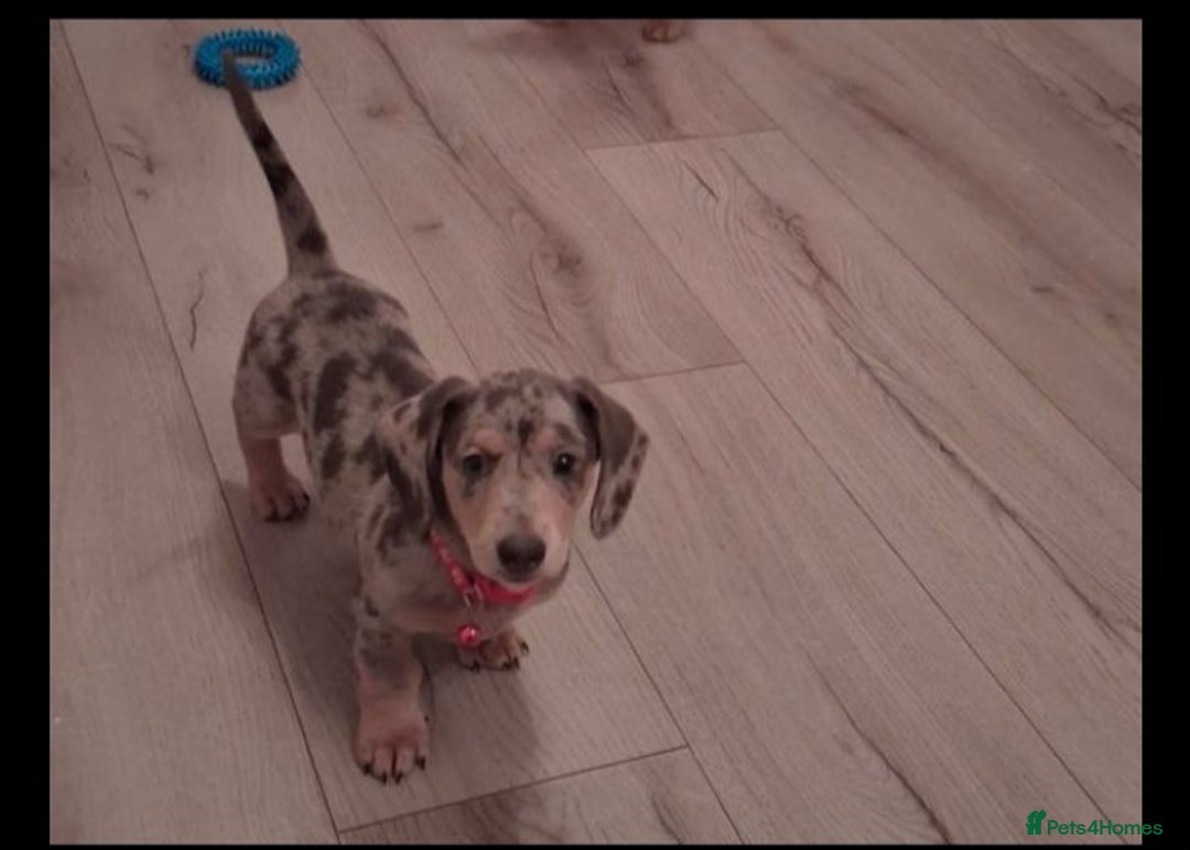 Miniature Dachshund dogs for sale: 1 remaining Beautuful mini short hair dachsund - Advert 6