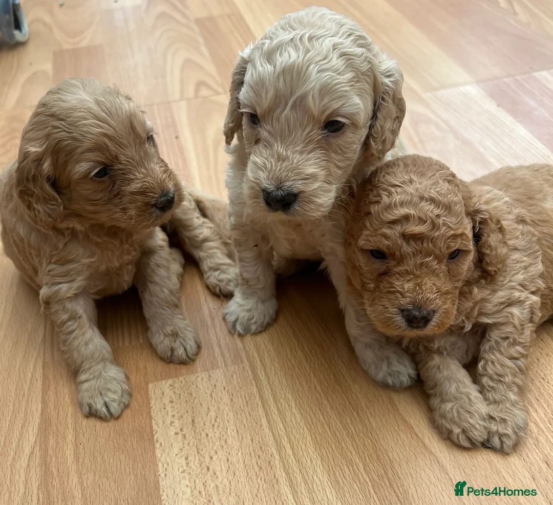 Miniature Poodle dogs for stud: Cream Miniature Poodle - available for stud in Welwyn - Advert 7