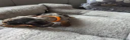 Miniature Dachshund dogs for sale: Miniature dachsund - Advert 13