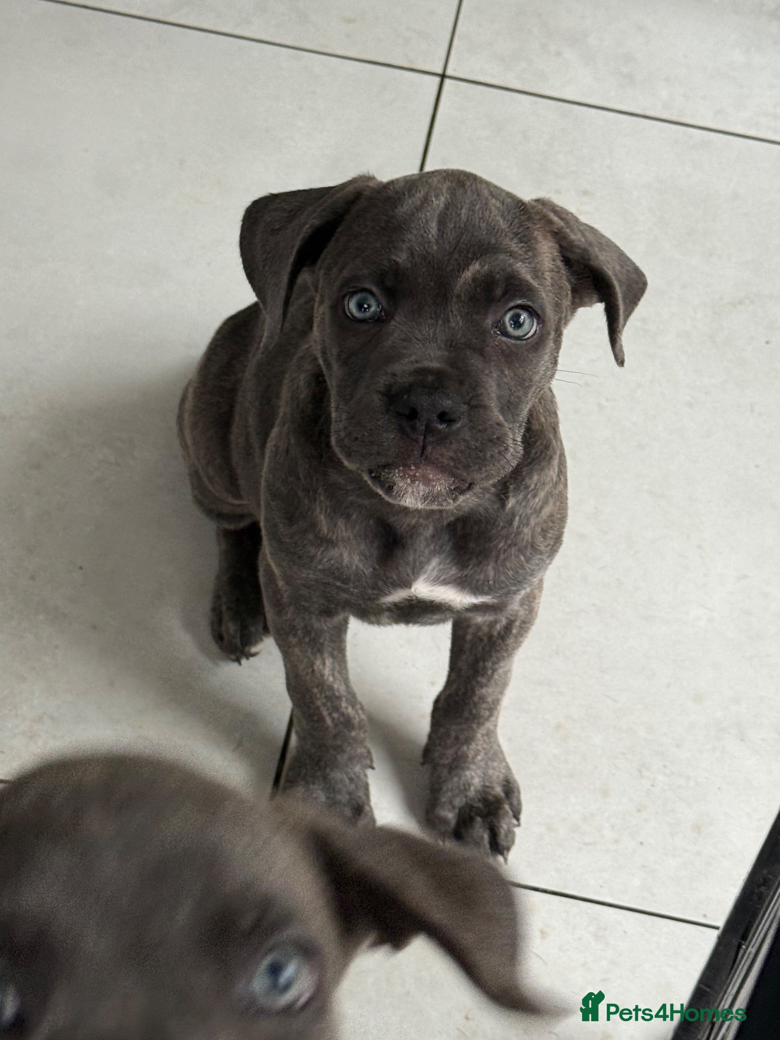 Cane Corso dogs Last 3 left looking for their forever 🏡!🥰 - Advert 1