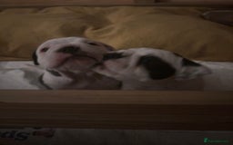 Olde English Bulldogge dogs for sale: Last 2 baby girls left  - Image 20