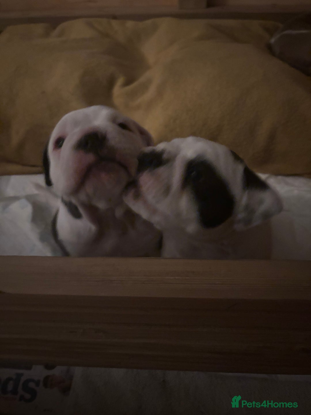 Olde English Bulldogge dogs for sale: Last 2 baby girls left  - Image 20