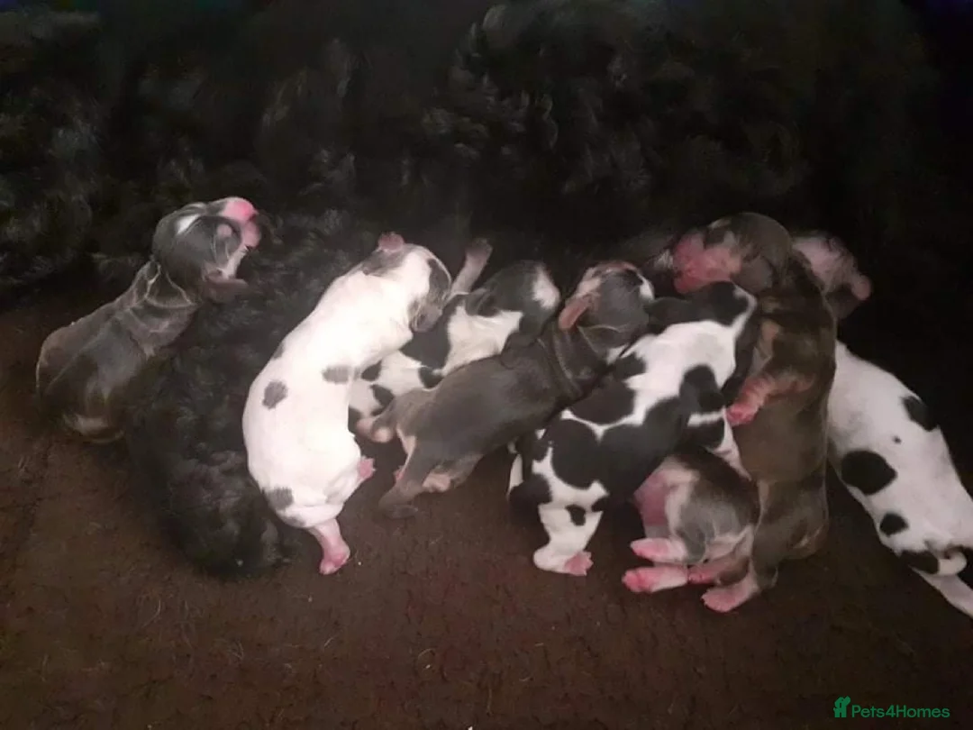 Cocker Spaniel dogs for stud: DNA health tested KCd cocker at stud in Alston - Advert 10