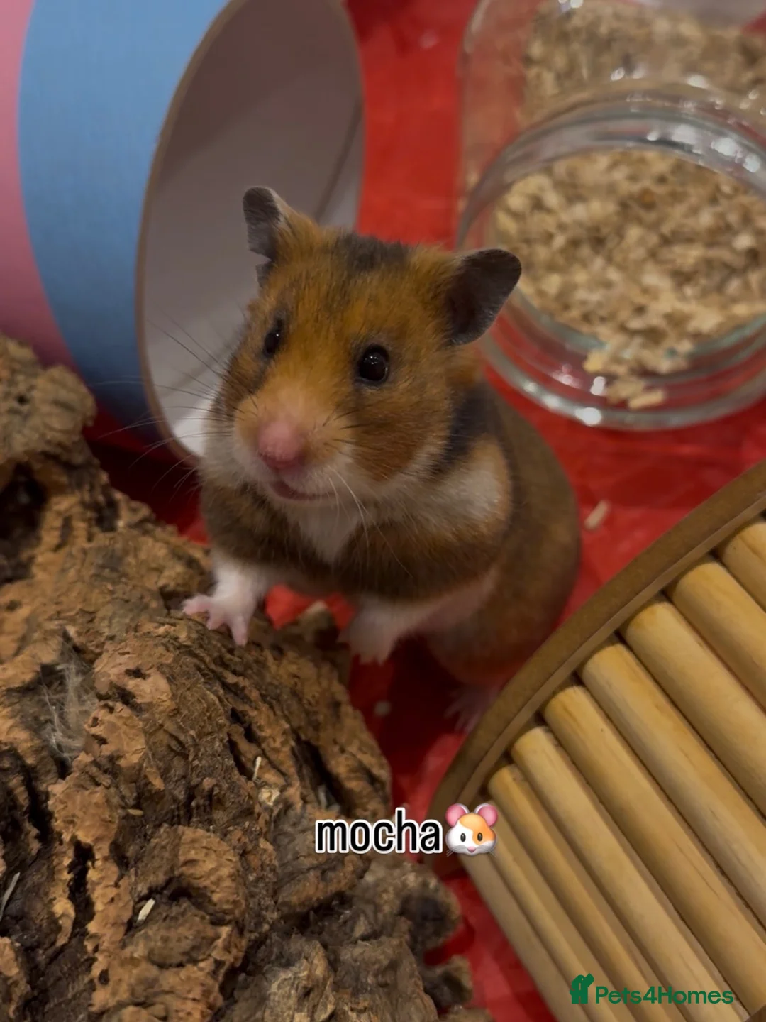 Hamster rodents for sale: Hamsters for Adoption🐹 - Advert 4